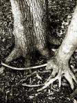 Entwined Tree Roots