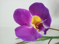 蘭の花紫色をフェード