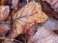 Fallen Leaves Achtergrond