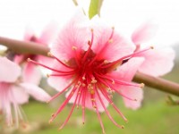 Цветок персика диких