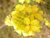 Virágok mustár