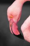 Flamingo-Kopf