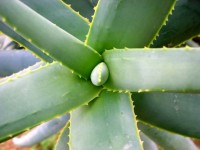 Vlezige cactusbladeren