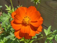 Orange blomma # 1