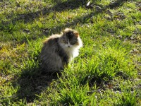 Fluffy Cat Calico