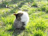 Calico Cat Fluffy en Grass