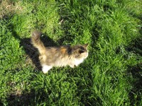 Fluffy Cat Calico