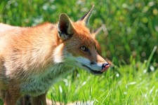 Fox Licking Lips