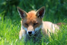 Fox Resting Portrait