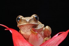 Portret Makro Frog
