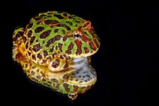 Frog Reflection Makro