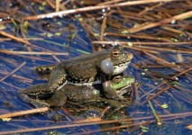 Frogs Mating