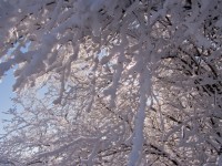 在树枝上的冰霜