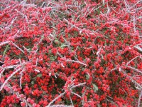 Frosty bayas rojas