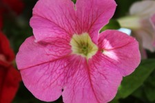 Fuchsia floare roz