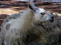Furry biały lama
