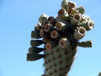 Galápagos cactus