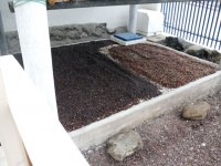 Galápagos colheita de café