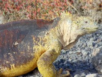 Galapagos ödla nära håll