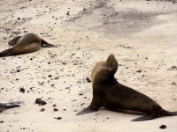 Galápagos Sea Lions