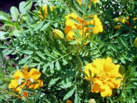 Tuin Marigolds