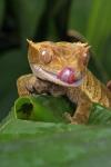 Gecko Lippen lecken