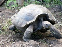 Riesige Galapagos-Schildkröte