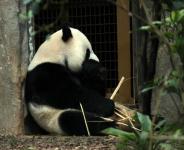 Panda gigante sentado y comiendo