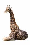 žirafa izolované