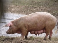 Gloucester Old Spot Sow
