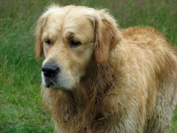 Golden Retriever Hund