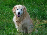 Golden Retriever Hond