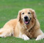 Golden Retriever Câine