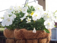 挂篮与白色的花