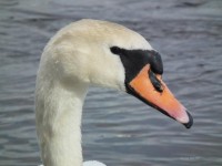 Hlava Mute Swan