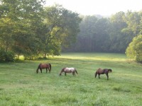 Horse Farm Green Summer Pasture