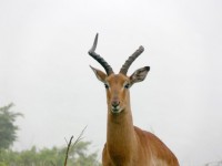 Impala mit gebrochenen Horn