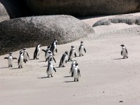Pingüinos de Jackass