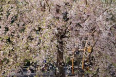 Japonské Cherry Blossoms