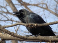 Jungle Crow,