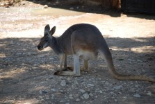 Кенгуру в австралийском зоопарке