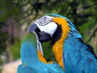 Líbání papoušci