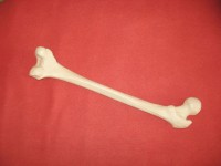 Csont