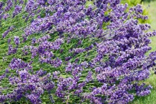 Lavendel blommor