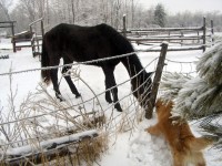 The neighbor's horse and Ricky