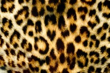 Leopardo Background