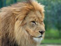 Lion portret cap