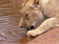Löwin Trinkwasser