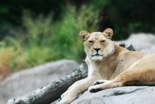 Lioness On A Rock