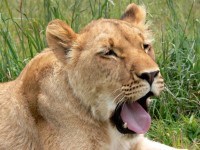 Lioness căscat